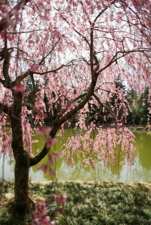 Image post by @kirstenalana on Twitter