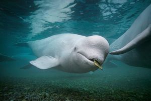Image post by @natgeo on Instagram