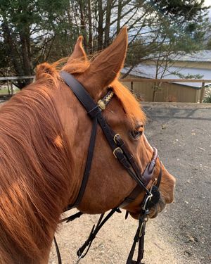 Image post by @snaffle_it on Instagram