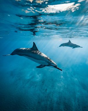 Image post by @discovery on Instagram
