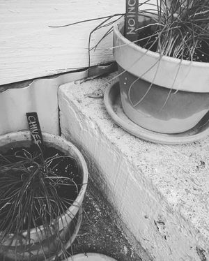 Image post by @bonnieplants on Instagram
