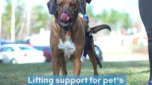 Video post by @walkinpets on YouTube