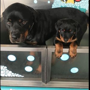 Image post by @bestforpetsmelb on Instagram