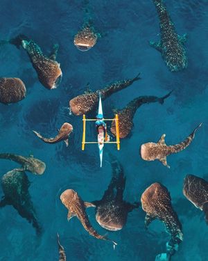 Image post by @dronepals on Instagram