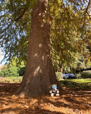 Image post by @ncstatecareerdevelopment on Instagram