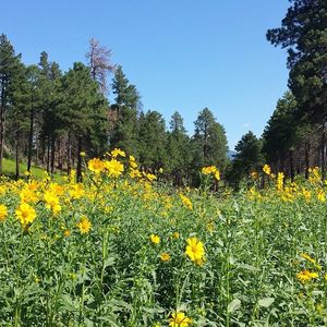 Image post by @nauflagstaff on Instagram