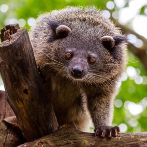 Image post by @animalplanet on Instagram