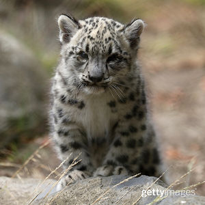 Image post by @gettyimages on Instagram