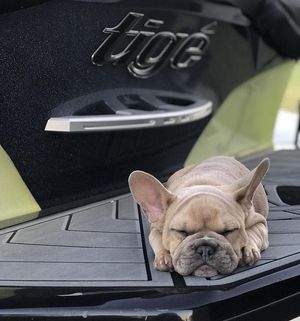 Image post by @tigeboats on Instagram