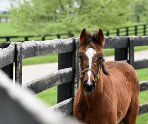 Image post by @spendthriftfarm on Instagram