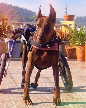 Image post by @walkinpets on Instagram