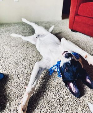 Image post by @spokhumanesoc on Instagram