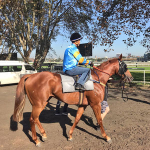 Image post by @australianturfclub on Instagram