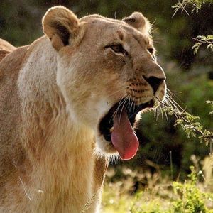 Image post by @lions on Instagram