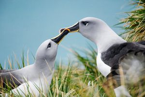 Image post by @Discovery on Twitter