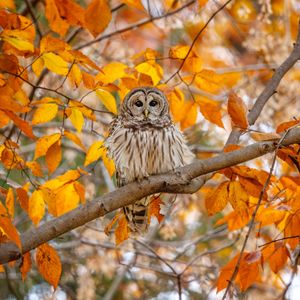 Image post by @animalplanet on Instagram