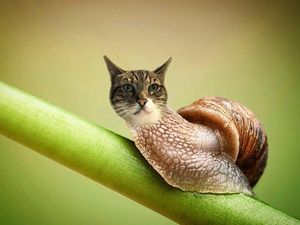 Image post by @animalplanet on Instagram