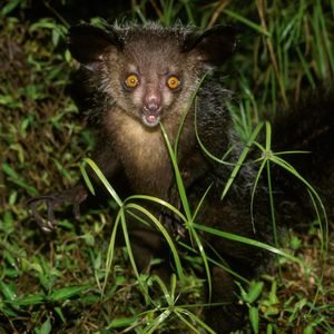 Image post by @animalplanet on Instagram