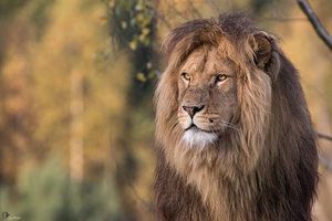 Image post by @lions on Instagram