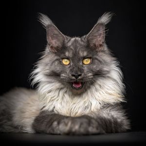 Image post by @animalplanet on Instagram