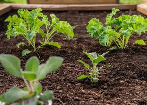 Image post by @bonnieplants on Instagram