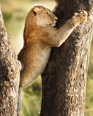 Image post by @lions on Instagram