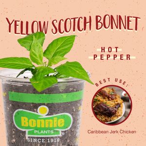 Image post by @bonnieplants on Instagram