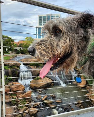 Image post by @thesavannahwolfhound on Instagram