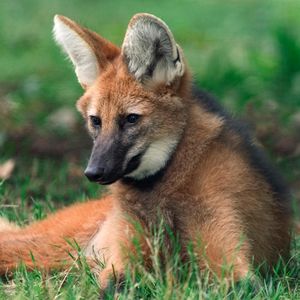 Image post by @animalplanet on Instagram