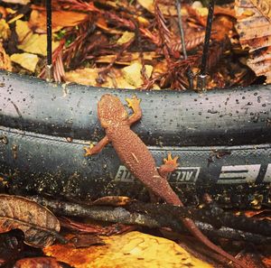 Image post by @bikerumor on Instagram