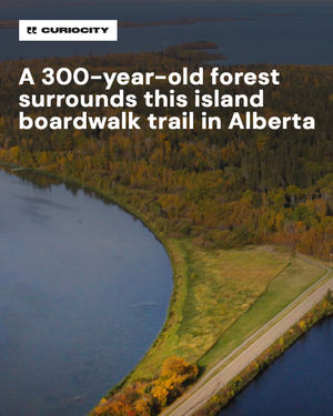 Image post by @curiocitycalgary on Instagram