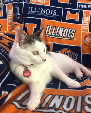 Image post by @illinois_alumni on Instagram