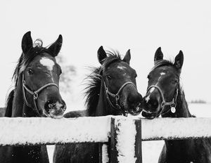 Image post by @spendthriftfarm on Instagram