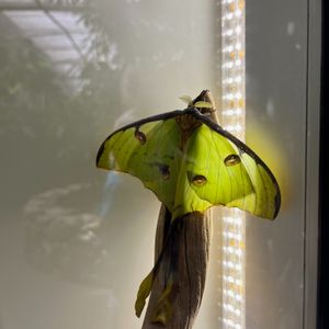 Image post by @butterflypavilion on Instagram