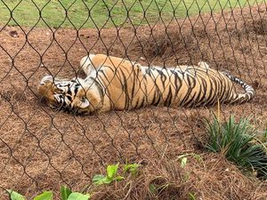 Image post by @lsubeachvb on Instagram