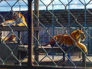 Image post by @visitsarasotacounty on Instagram