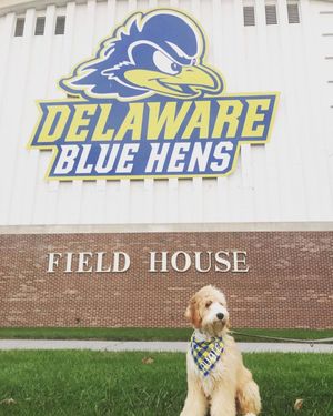 Image post by @udelaware on Instagram