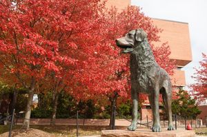 Image post by @umbclife on Instagram
