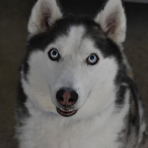 Image post by @whitmanpets on Instagram