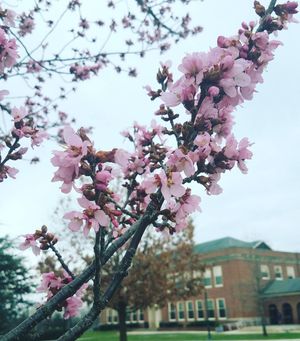Image post by @shippensburgu on Instagram
