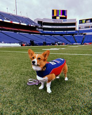 Image post by @ziggy_thecorg on Instagram