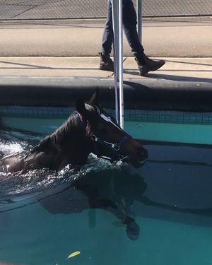 Image post by @australianturfclub on Instagram