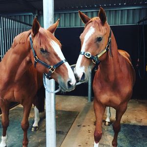 Image post by @snaffle_it on Instagram