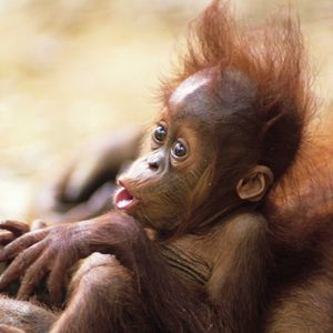 Image post by @animalplanet on Instagram
