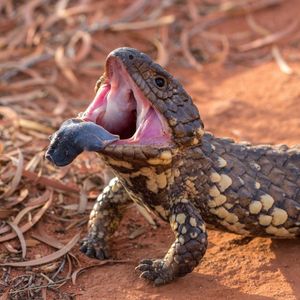 Image post by @animalplanet on Instagram