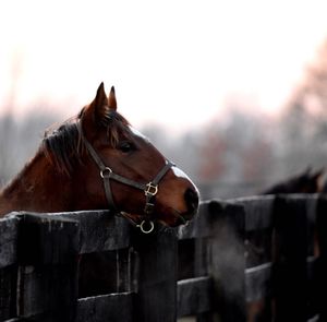 Image post by @spendthriftfarm on Instagram
