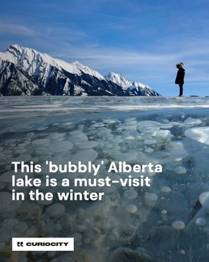 Image post by @curiocitycalgary on Instagram