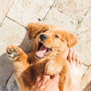 Image post by @nulopetfood on Instagram