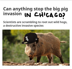 Image post by @razorbackbsb on Twitter