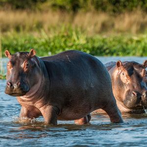 Image post by @animalplanet on Instagram